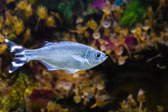 The barred flagtail, Kuhlia mugil, occurs on reefs at depths of 3 to 18 m