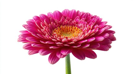 Vibrant pink gerbera flower blooming on a clean white background