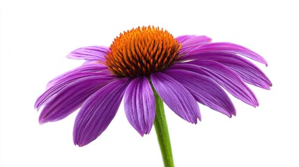 Purple coneflower echinacea with orange spiky center isolated on white background, beautiful medicinal herb and garden bloom