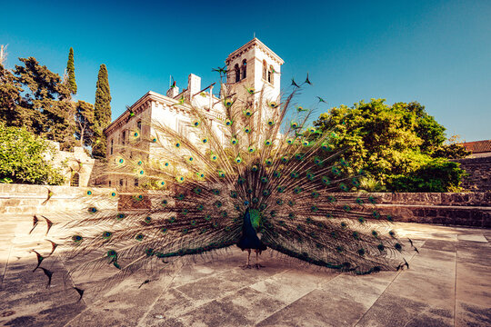 View of a peacock displaying its iridescent plumage against the backdrop of ancient stone buildings under a clear sky, Dubrovnik, Dubrovnik-Neretva County, Croatia.