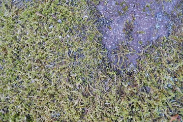 苔の生えた岩の表面