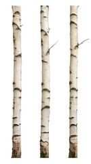 Three White Birch Tree Trunks Isolated.