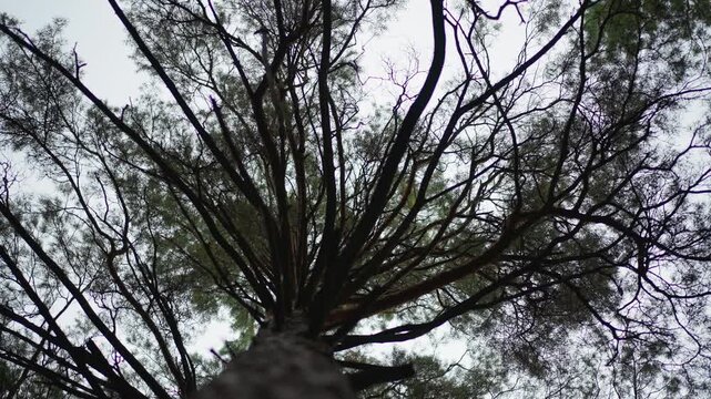 Striking Skyward Pine, Imposing Radial Pine Structure With Dark Branches Against Light Sky Backdrop, Dramatic Upward View Of Pine With Dark Radiating Branches Contrasting Soft Sky Background