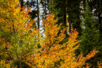 Fototapeta premium dettagli della vegetazione naturale di una foresta di montagna con alcuni alberi di faggio dalle foglie dai colori caldi ed autunnali