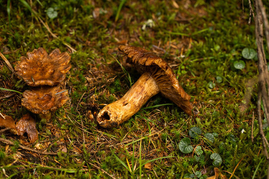fungo color marrone staccato e disteso per terra su un terreno naturale di bosco di montagna, coperto da muschio verde, in autunno