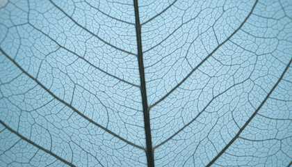 Detailed macro of a blue leaf vein skeleton showing botanical structure, intricate organic pattern and texture. This natural network represents biological anatomy in an abstract background design.
