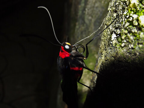 Rajah Brooke's birdwing butterfly, Trogonoptera (Troides) brookiana, Malaysia, Thailand, Indonesia