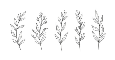 Elegant botanical line art of five distinct leaf branches on white background