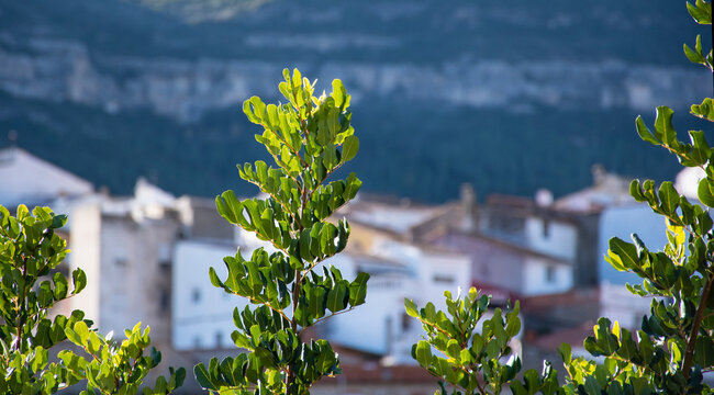 &Aacute;rbol, ramas de algarrobo, fondo pueblo de monta&ntilde;a difuminado