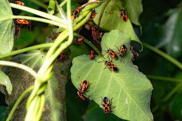 Some leaves with complex leaf vein patterns and a black and orange insect - Striped Vegetable Stupid, complement the wild landscape with charm