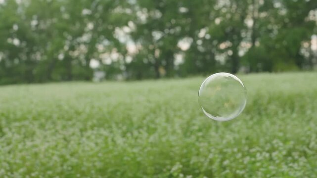 Fragile soap sphere drifts through wildflowers, Translucent bubble glides above meadow with gentle breeze, Gossamer soap globe travels peacefully amid wildflowers with distant trees in view