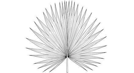 Obraz premium Striking detailed line art illustration of a broad fan palm leaf, showcasing its distinctive pleated segments and intricate venation, perfect for tropical botanical designs.