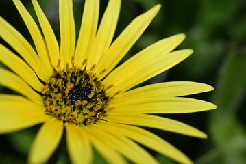 yellow flower macro