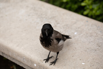 cornacchia grigia (Corvus cornix) ferma su un cornicione di cemento all'esterno di un edificio, di giorno, mentre guarda verso l'obiettivo © PhotoMet