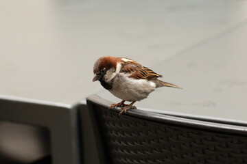 Passero italiano fermo sulla parte superiore dello schiena di una sedia, di giorno, all'aperto 