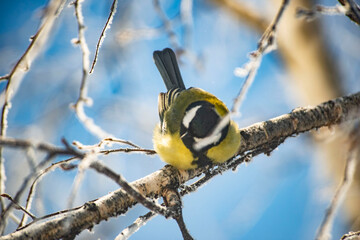 Great Tit Bird Perched on a Branch. Blue sky in sunday.