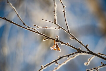 Close-Up of Frosty Tree Branches in Winter