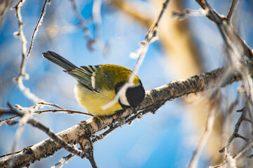 Great Tit Bird Perched on a Branch. Blue sky in sunday. © Aiva