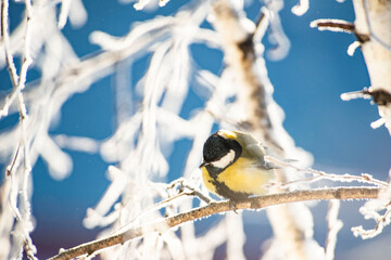 Great Tit Bird Perched on a Branch. Blue sky in sunday.