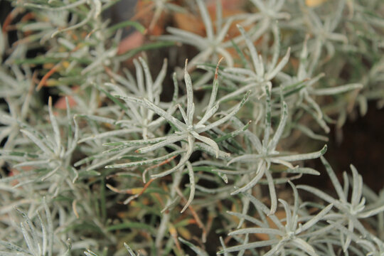 curry plant, immortelle, everlasting flower, Helichrysum italicum, Asteraceae