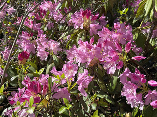 A flowering rhododendron bush in spring.