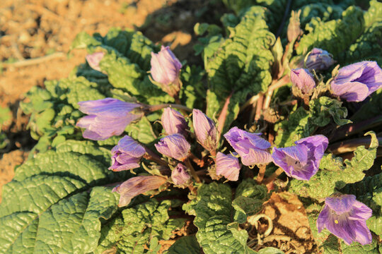 Mandrake, common mandrake, mediterranean mandrake, Mandragora officinarum, Solanaceae