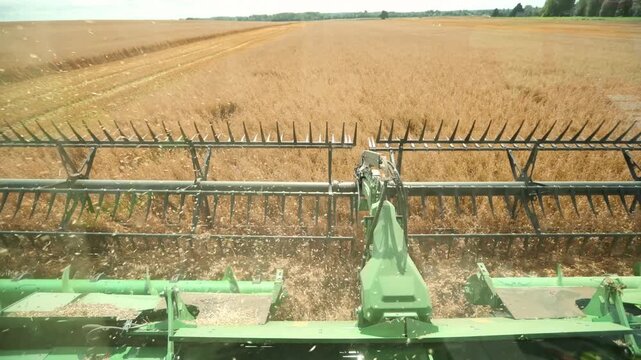 Operator View From Combine Cab Cutting Wheat With Green Header. Reel and auger move fast, chaff rises, tractor tracks lead to a tree line in mid summer.