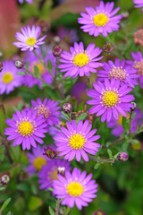 Obraz premium Purple Aster ageratoides in flower.