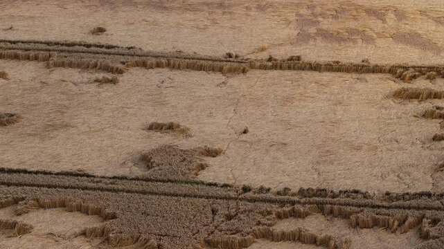 Aerial view shows wheat fields with tramlines, flattened zones, raised borders, and stepped edges. Low sunlight and top down composition highlight harvest season patterns.