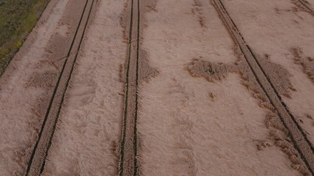 Aerial view of wheat fields with tracks and flattened patches. Rural farmland shows hedge line at left, late summer ripened stalks, warm tones, and drone framing.