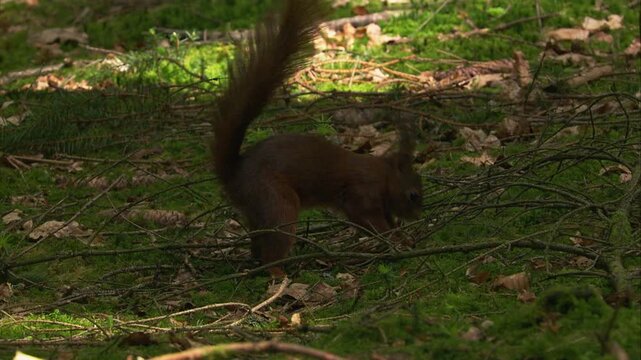 squirrel hiding food in the forest floor as part of natural caching behavior
