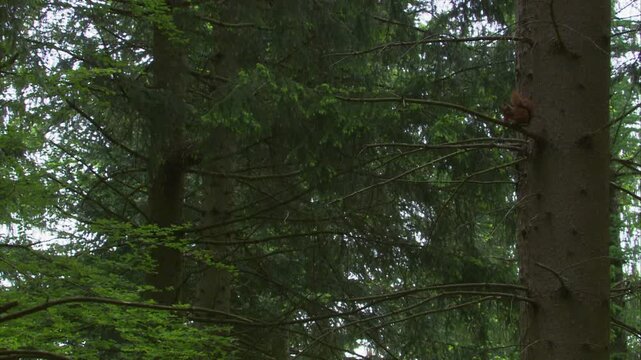 squirrel sitting on a tree branch and gnawing on a pine cone