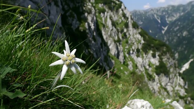 Majestic Edelweiss flower thrives on a steep mountain face under a clear summer sky.