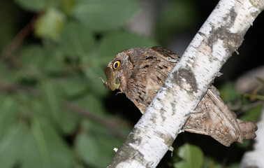 Eurasian scops owl, Otus scops. A bird sits on a branch, holding a locust in its beak