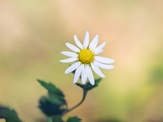 素朴な野菊＿サンインギク