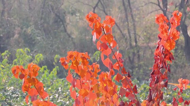 Chinese tallow tree (Triadica sebifera), known for its striking autumn foliage