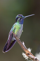 Fototapeta premium The Talamanca hummingbird or admirable hummingbird, Eugenes spectabilis