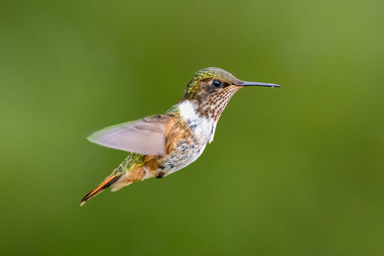 The volcano hummingbird, Selasphorus flammula is a member of bee hummingbirds