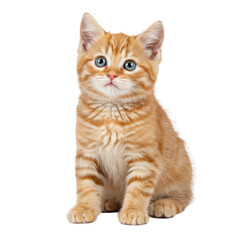 Obraz premium An adorable 8-week-old orange tabby kitten with brilliant blue eyes, delicately detailed fur, and white whiskers, sitting curious on a transparent studio background. Pet companionship concept