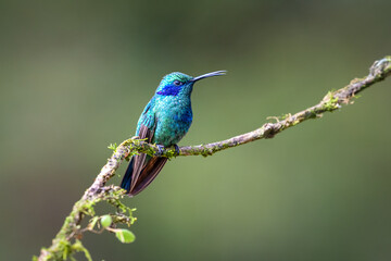 Fototapeta premium The lesser violetear, Colibri cyanotus, also known as the mountain violet-ear