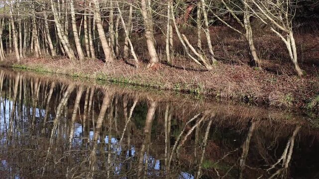 A row of trees growing at the edge of a canal, reflecting in the water in early Winter sunshine. Staffordshire and Worcestershire Canal. UK