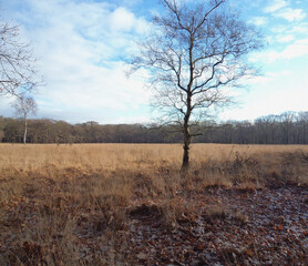 Lonely tree in the field. Minimalist view. Nature backdrop. Beautiful natural flyer, card design. Nature Template for presentation or product 