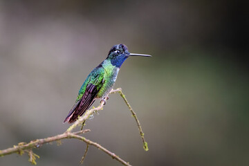 Fototapeta premium The Talamanca hummingbird or admirable hummingbird, Eugenes spectabilis