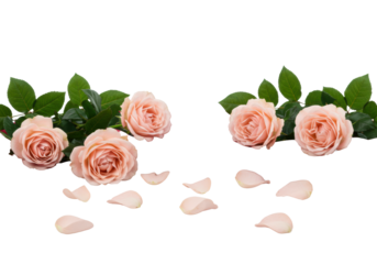 Delicate blush pink roses, emerald green leaves, and scattered petals on distressed pine planks, with luxurious crimson satin in foreground against a transparent background, romantic and elegant