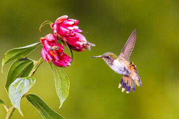 The volcano hummingbirds, Selasphorus flammula are sucking nectar on the flower © Ji