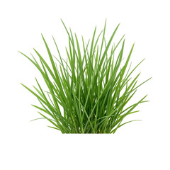 Green grass tuft isolated on white background