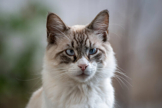 Portrait d'un chat de goutti&egrave;re aux yeux bleus 
