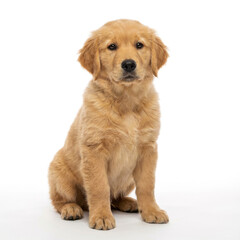 Golden Retriever puppy sitting alert on pure white background
