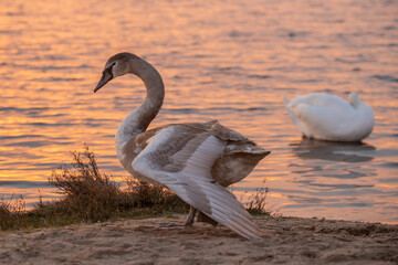 A young swan against the backdrop of a sunset