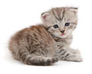 Cute grey tabby kitten lying isolated on white
